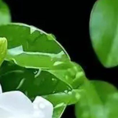 茉莉：1．光照：茉莉花喜光，需保证充足光照，每天至少5-6小时，避免强光直射。2