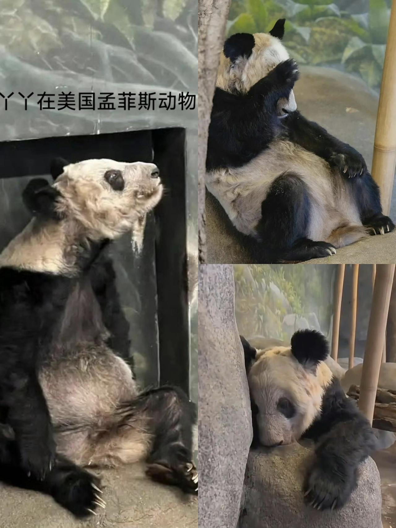 最近看到北京动物园发的丫丫最新视频，长白了，胖了，眼里有光了。
被爱真的会疯狂长