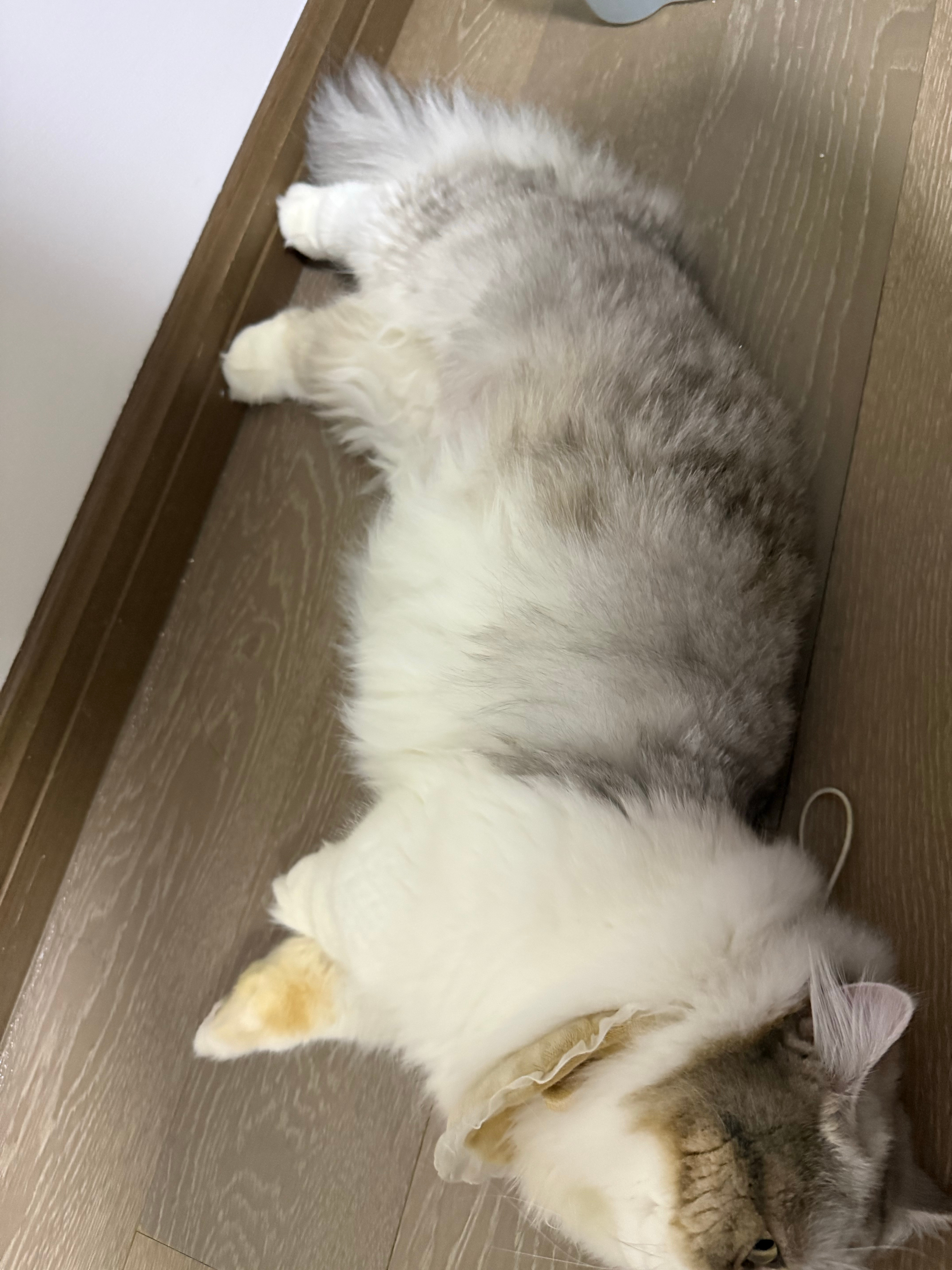 今晚最后一条放一个肥猫 
