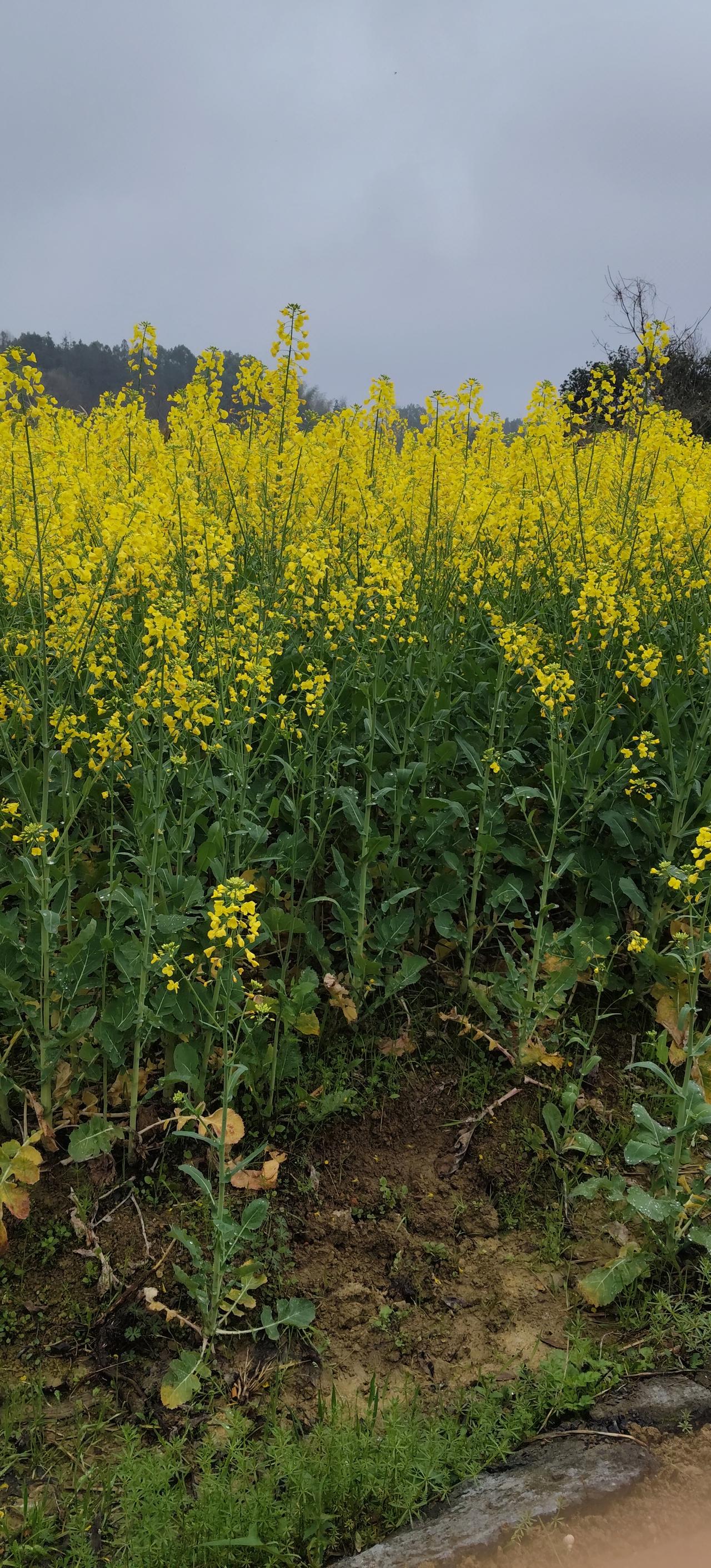 一片生机盎然的油菜花田，春意盎然，美不胜收！我们迈步在田埂享受着丰收的喜悦