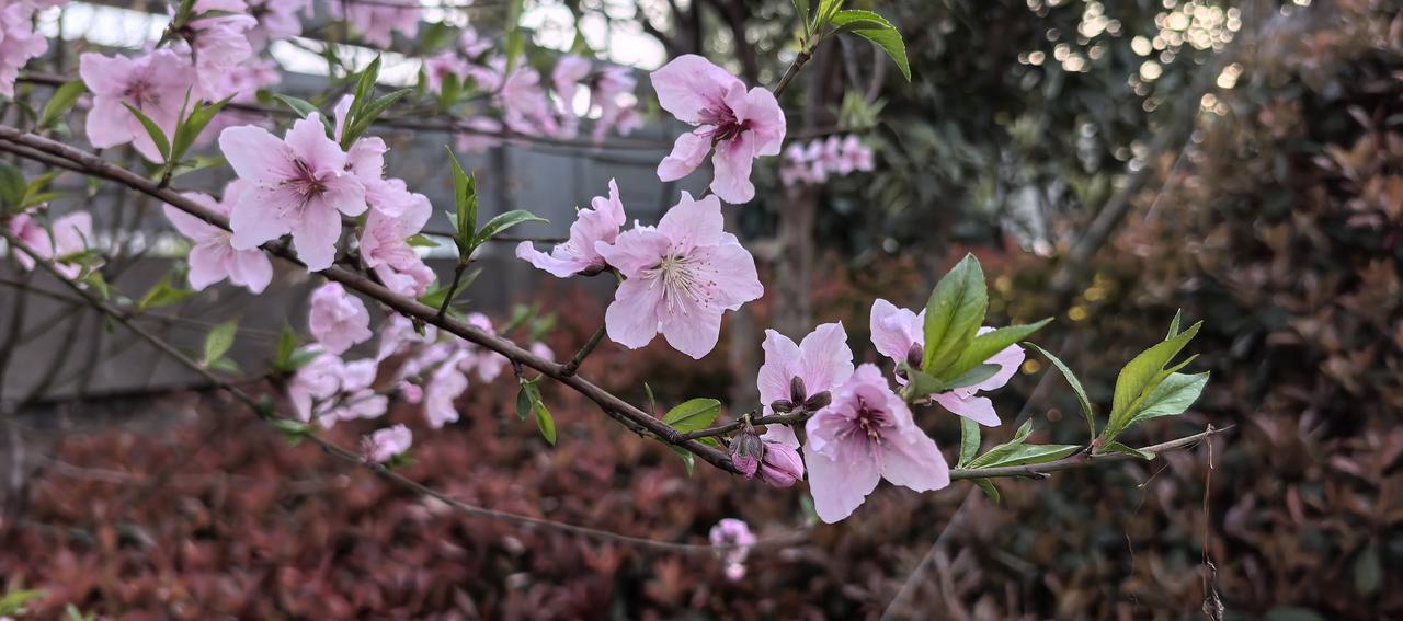 看看花，看看风景不好吗？
