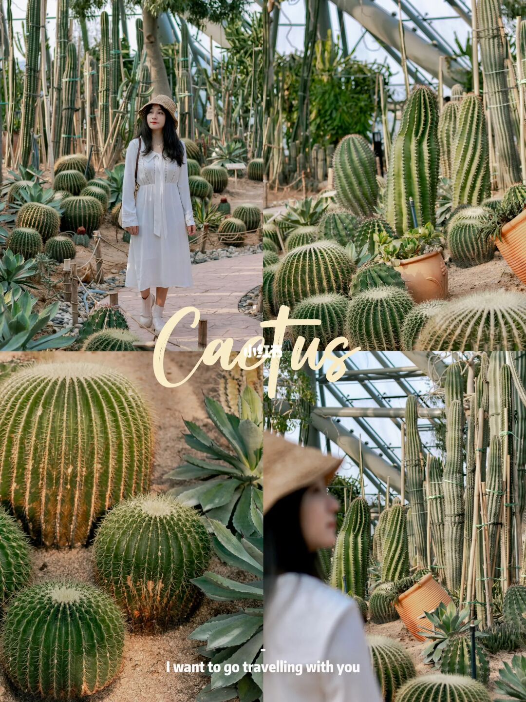 哇😍没想到广东也有这么多好看的仙人掌🌵