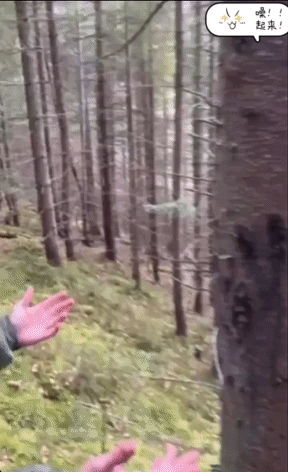 外面的空气很新鲜。一群乌克兰青壮，翻过高山，越过大河，从树林走出乌克兰，一位男子