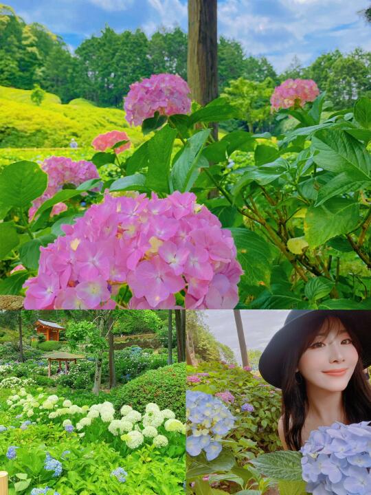 日本绣球花为什么后劲儿这么大