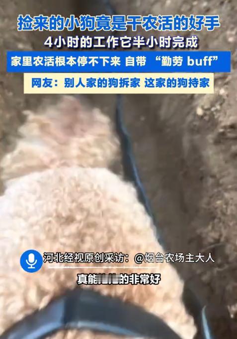 山东烟台，一男子在大棚里干农活时，看到狗子特别闲，于是突发奇想，将西瓜膜绑到它身