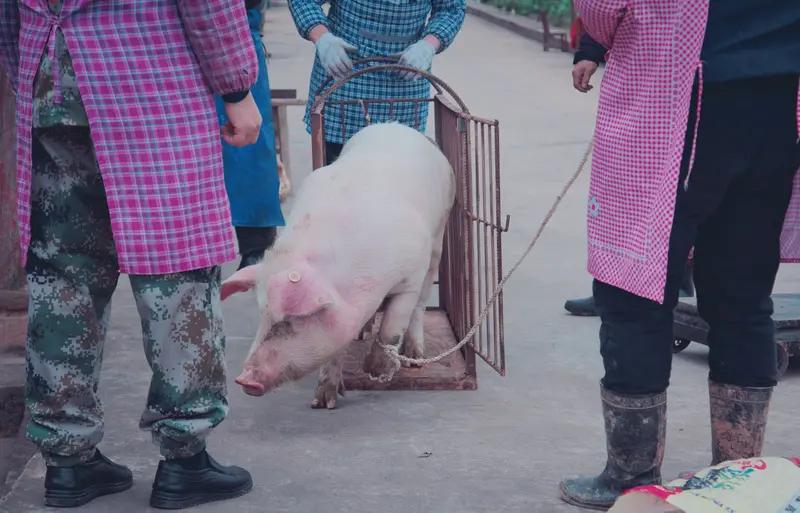 12月26日贵州麻江的抓猪大赛上，“抓猪妹”文凤琴又赢啦！这姐们儿简直是抓猪界的