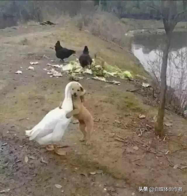 武汉黑天鹅移情别恋后续：与新欢相守近一年未产蛋，性别鉴定结果出人意料
 
全网追