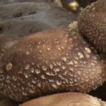 种植 0000香菇的种植方法： 1、场地要求：香菇果实较为脆弱，喜光照，种植香菇