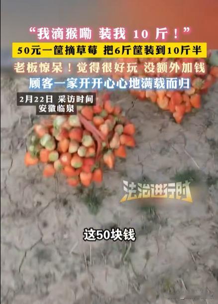 安徽临泉，一女子带着孩子们去摘草莓，老板说50元一篮子，万万没想到，女子竟在篮子