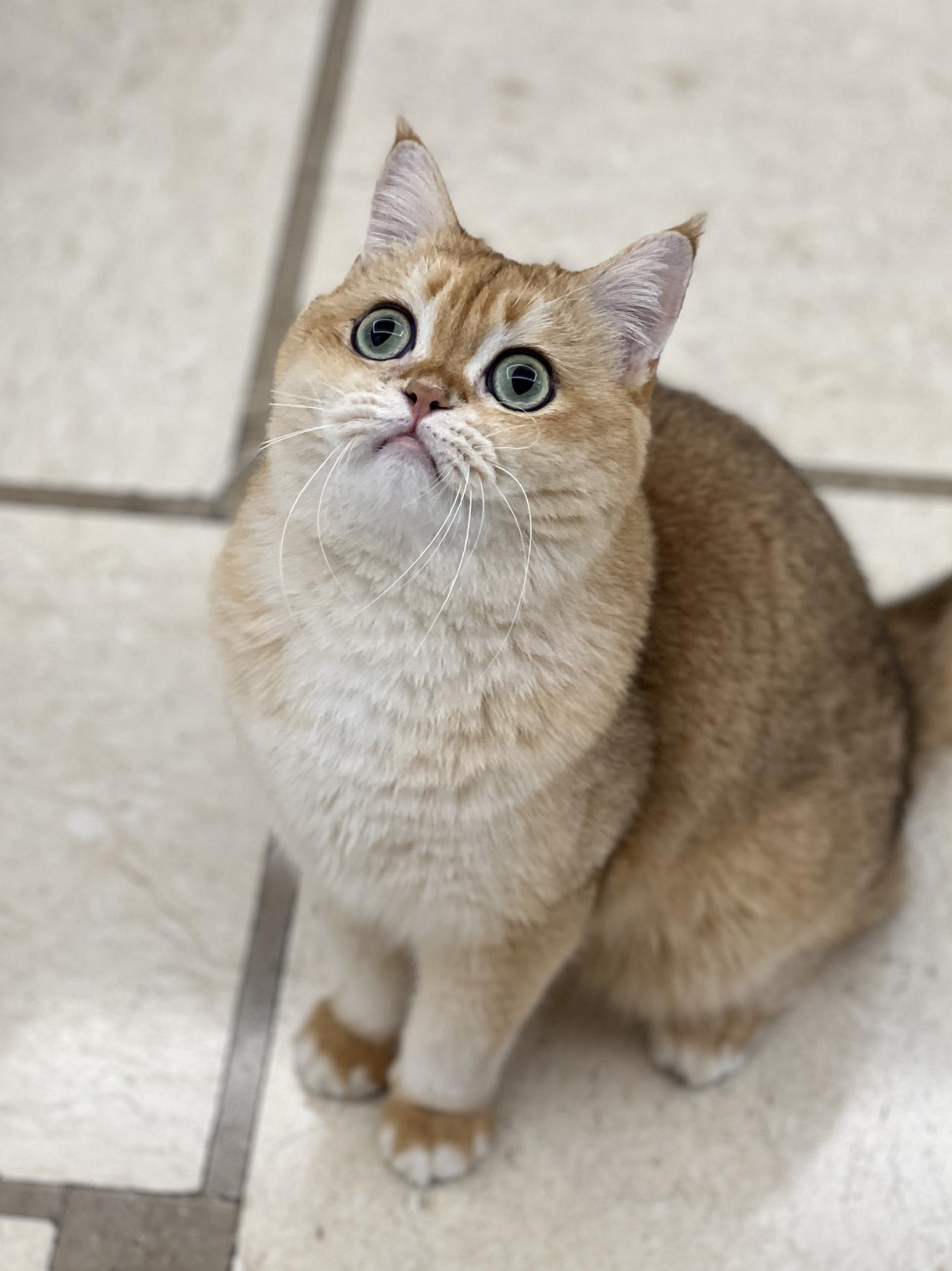 我们家的这两只猫可爱吗？样子萌萌的，傻傻的，越看越教人喜欢。