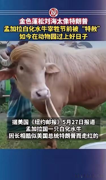 如今这社会，真是离谱到家了！名人效应不仅作用在人身上，连动物都能跟着受益！
在孟