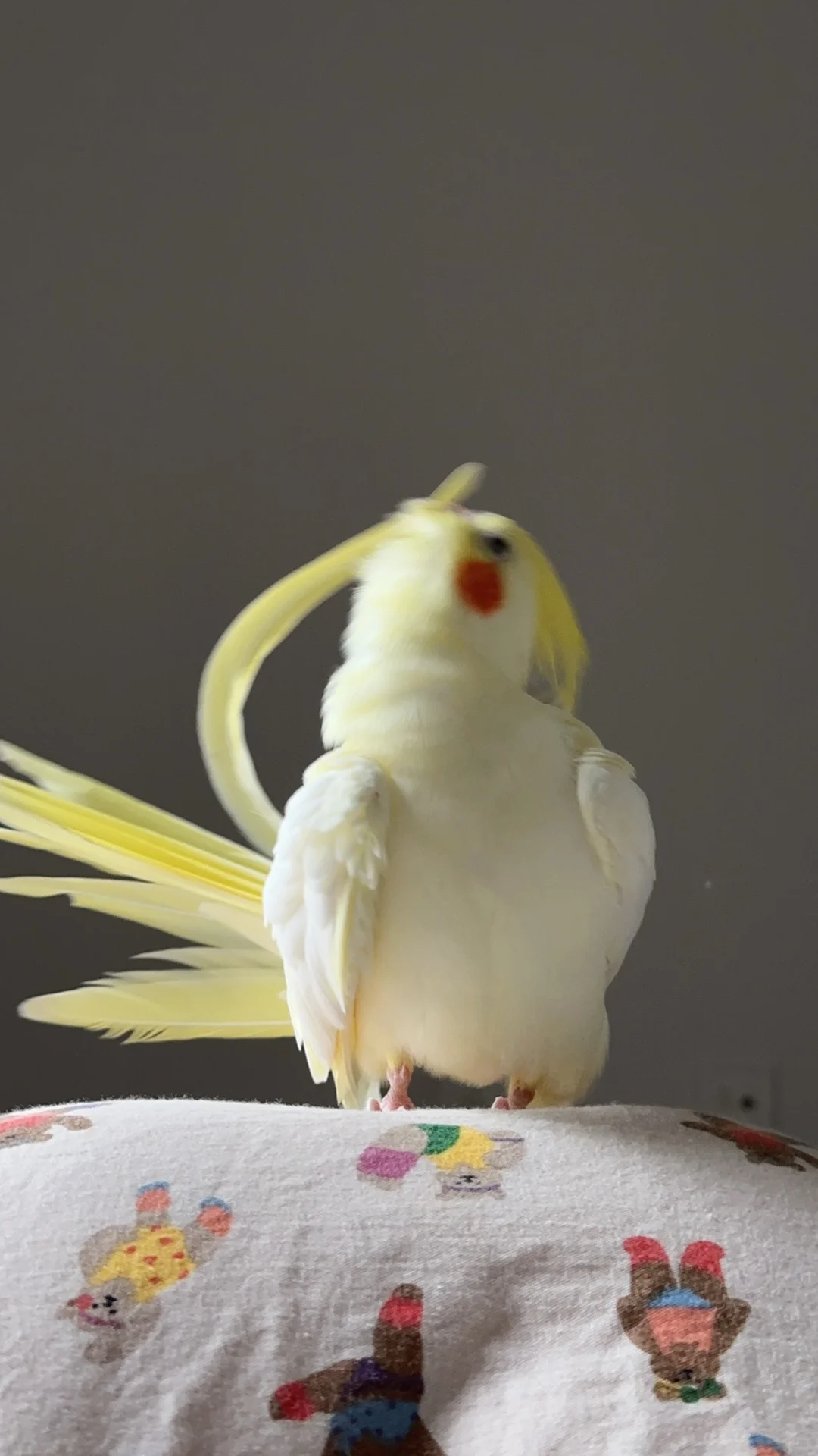是gg不是mm