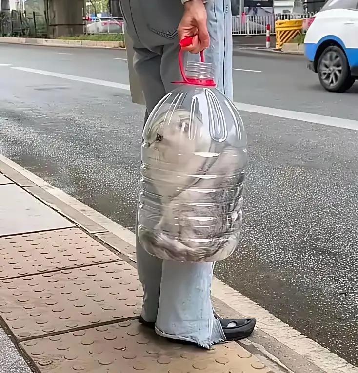 在路边等车时看见有趣一幕
主人把猫咪塞进大号透明油桶里提着走，我觉得这便携遛猫方