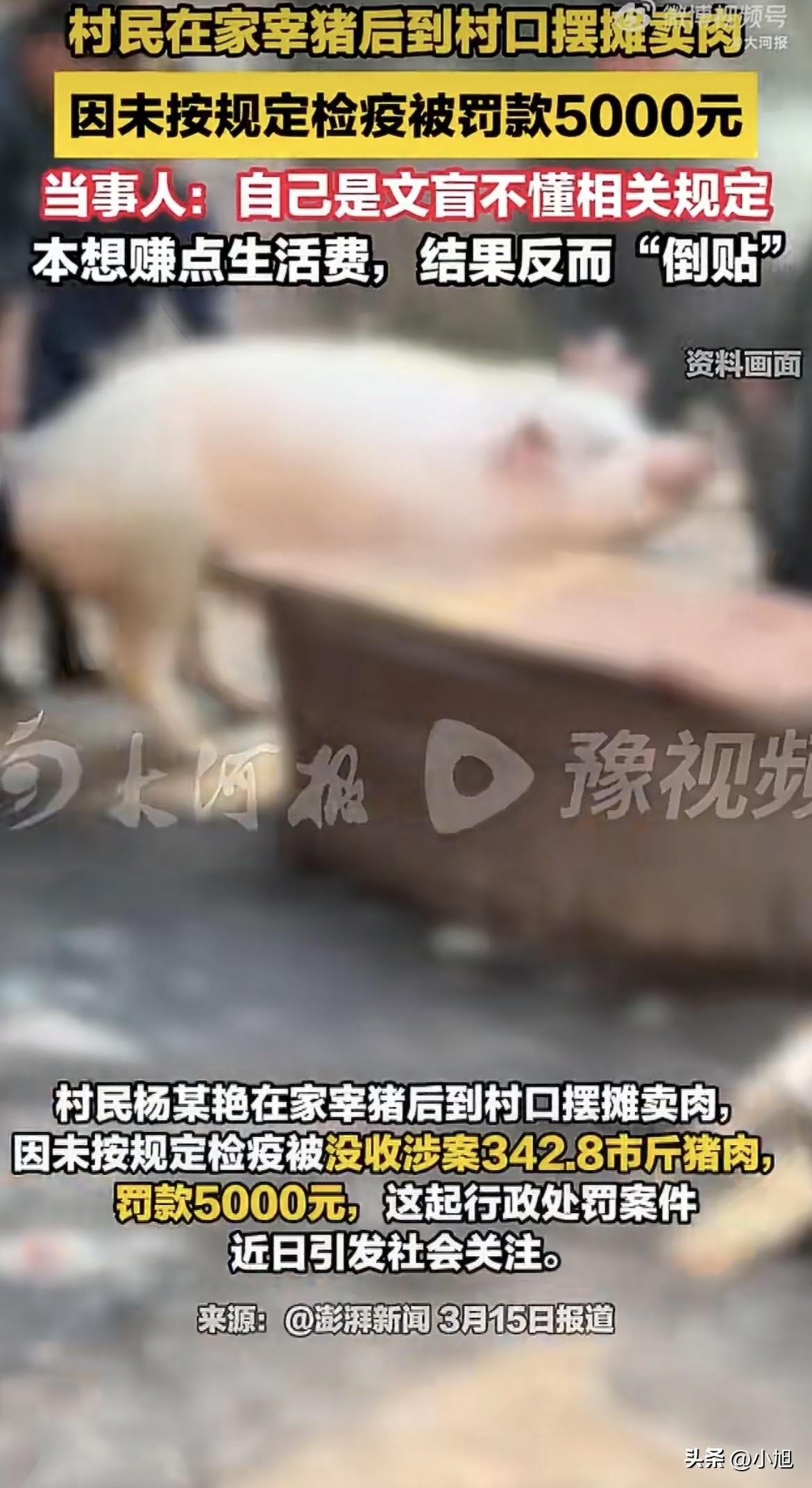 48岁的杨某艳，到现在都想不通，自己花2960块钱买的一头猪，怎么就成了一个天大