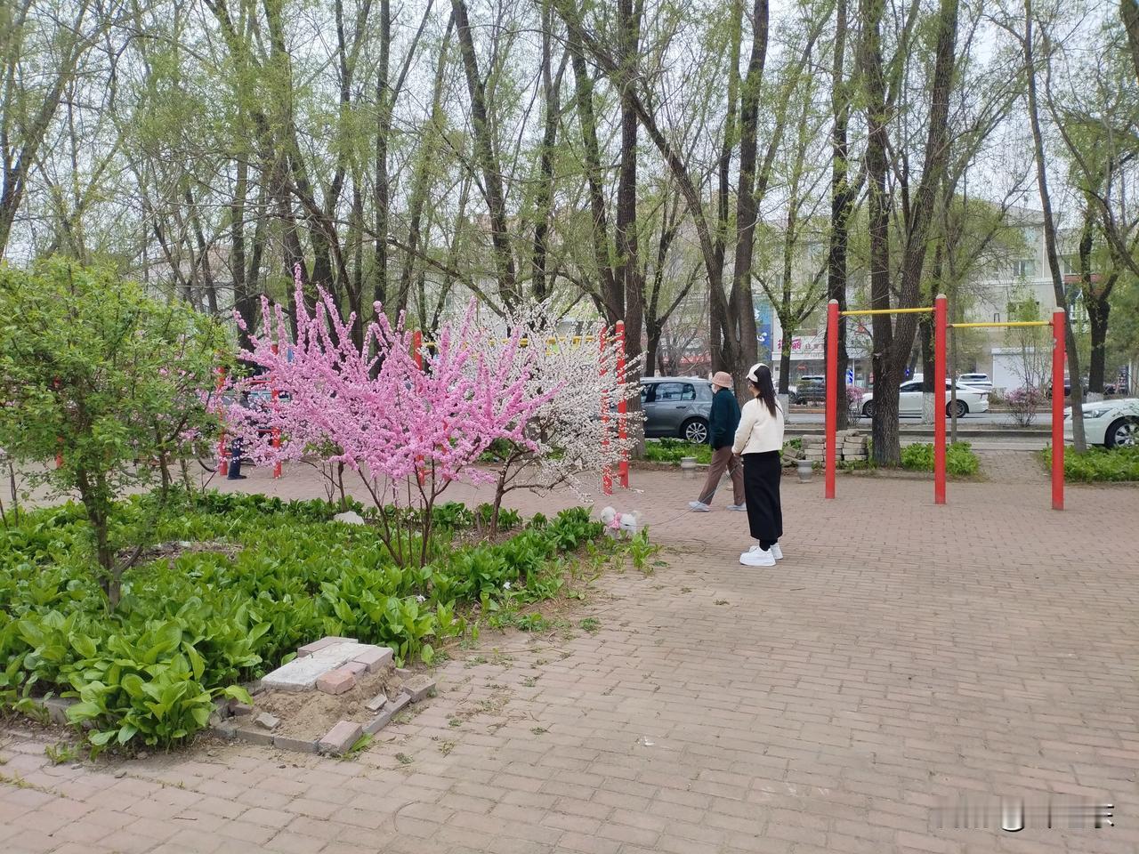 夏疑春
龙江立夏疑似春，
遍地花开玉流金。
柳叶低垂鸣啼鸟，
请续句……
（拂晓