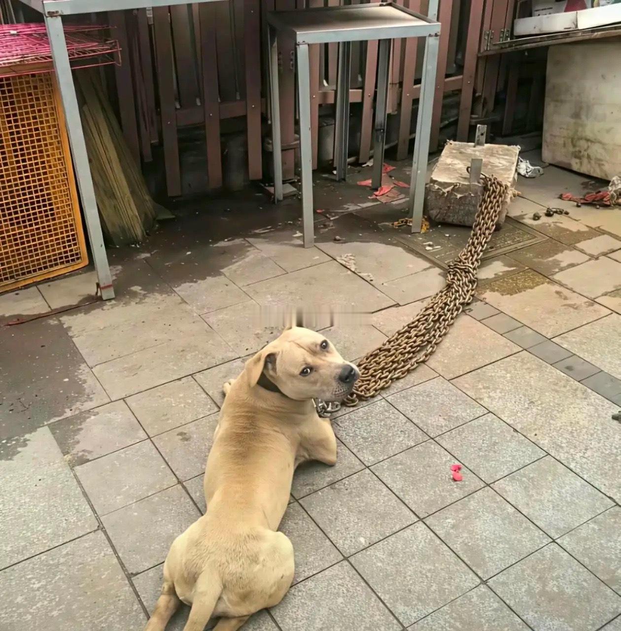 估计狗子把全村的鸡都咬了 