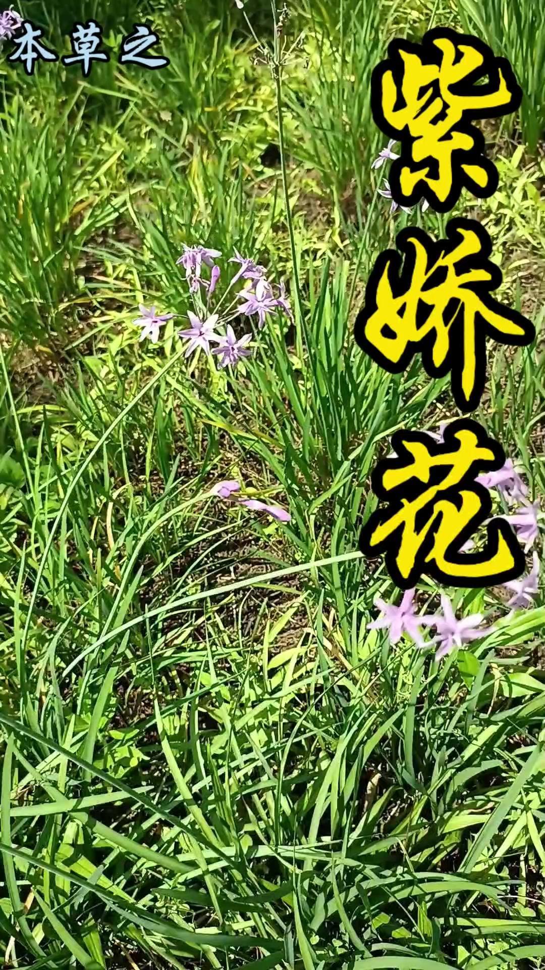 🌿这种花和其名一样漂亮的植物，其实是来自非洲的韭菜——紫娇花，别名野蒜、非洲小