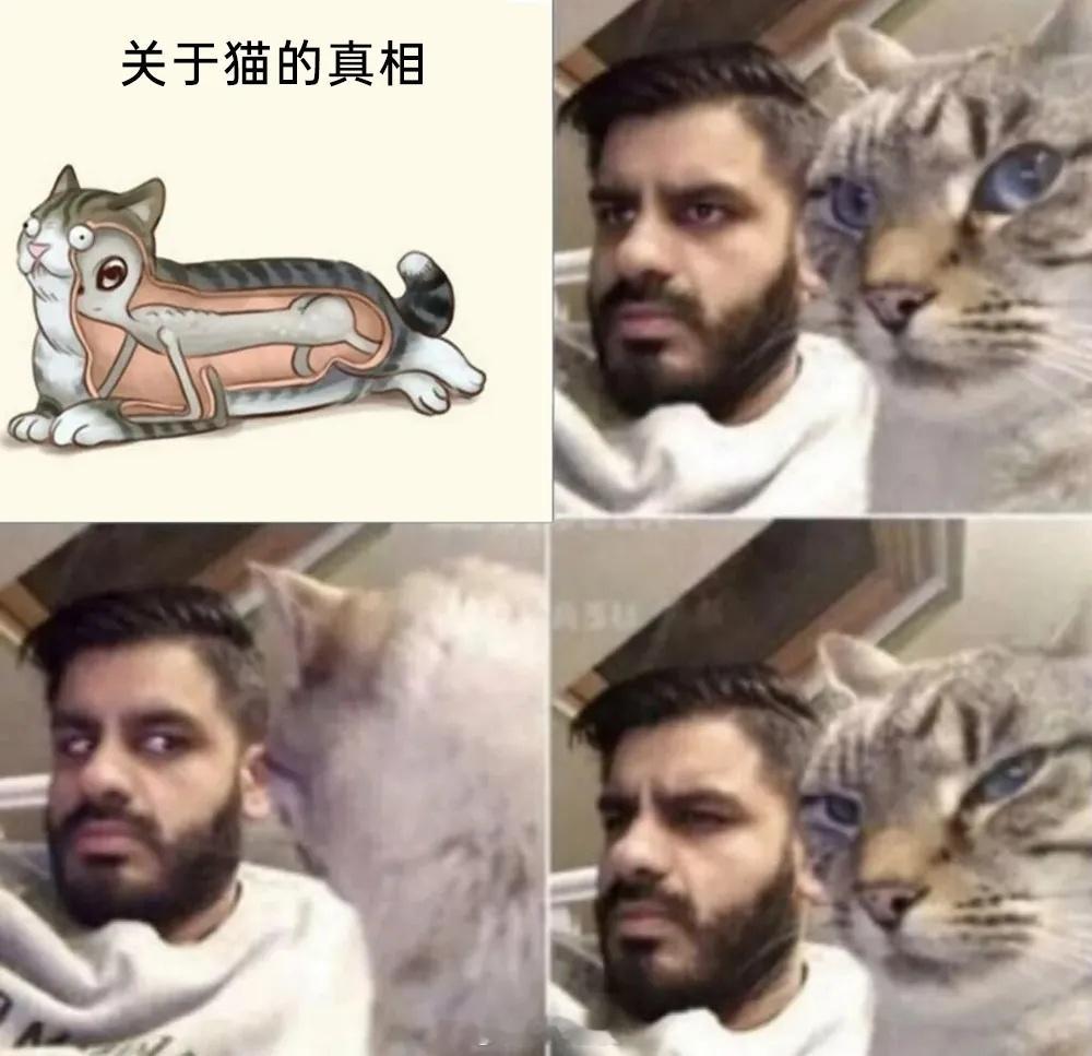 关于猫的真相 