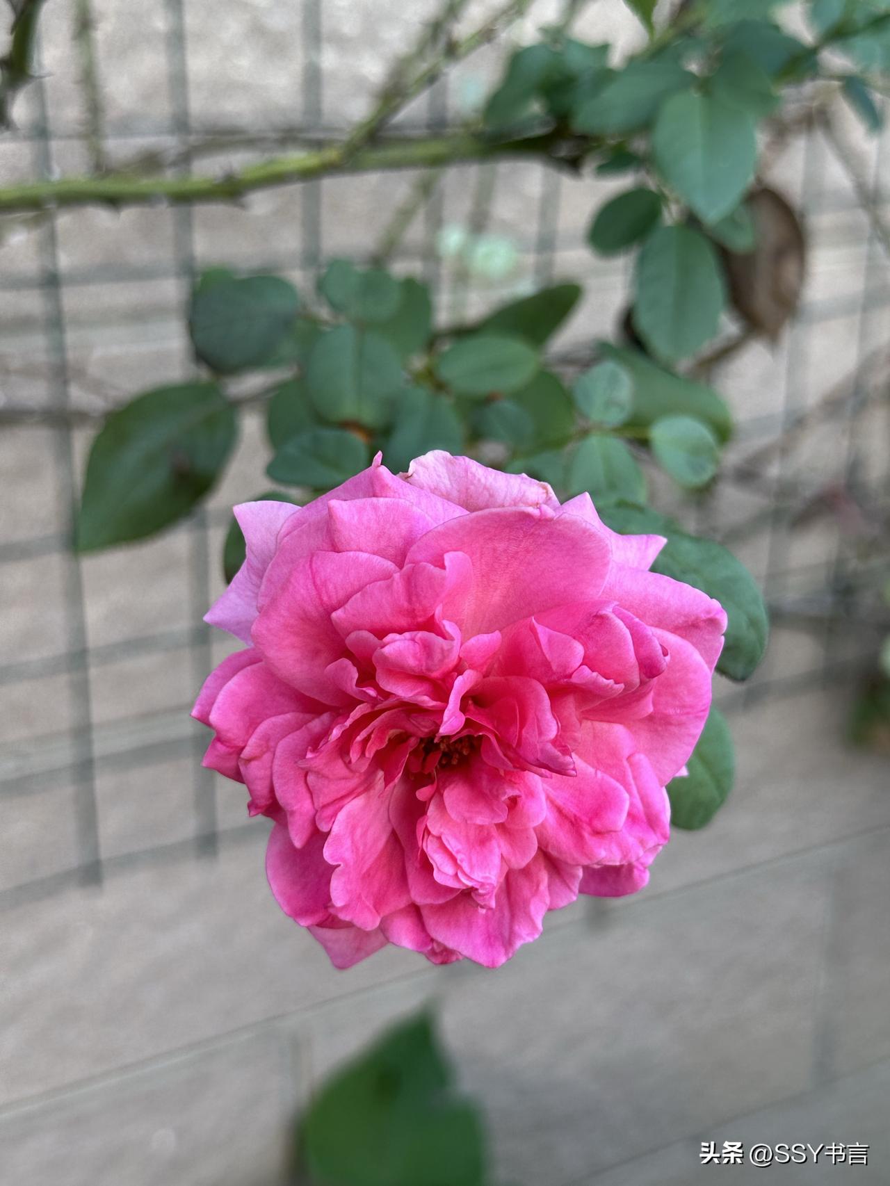 一朵漂亮的粉色玫瑰花在墙边盛开。