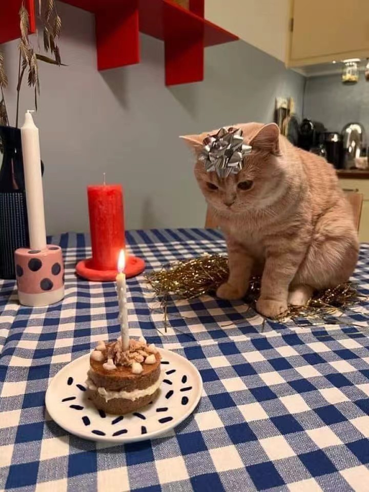小猫的生日🎂 ​​​