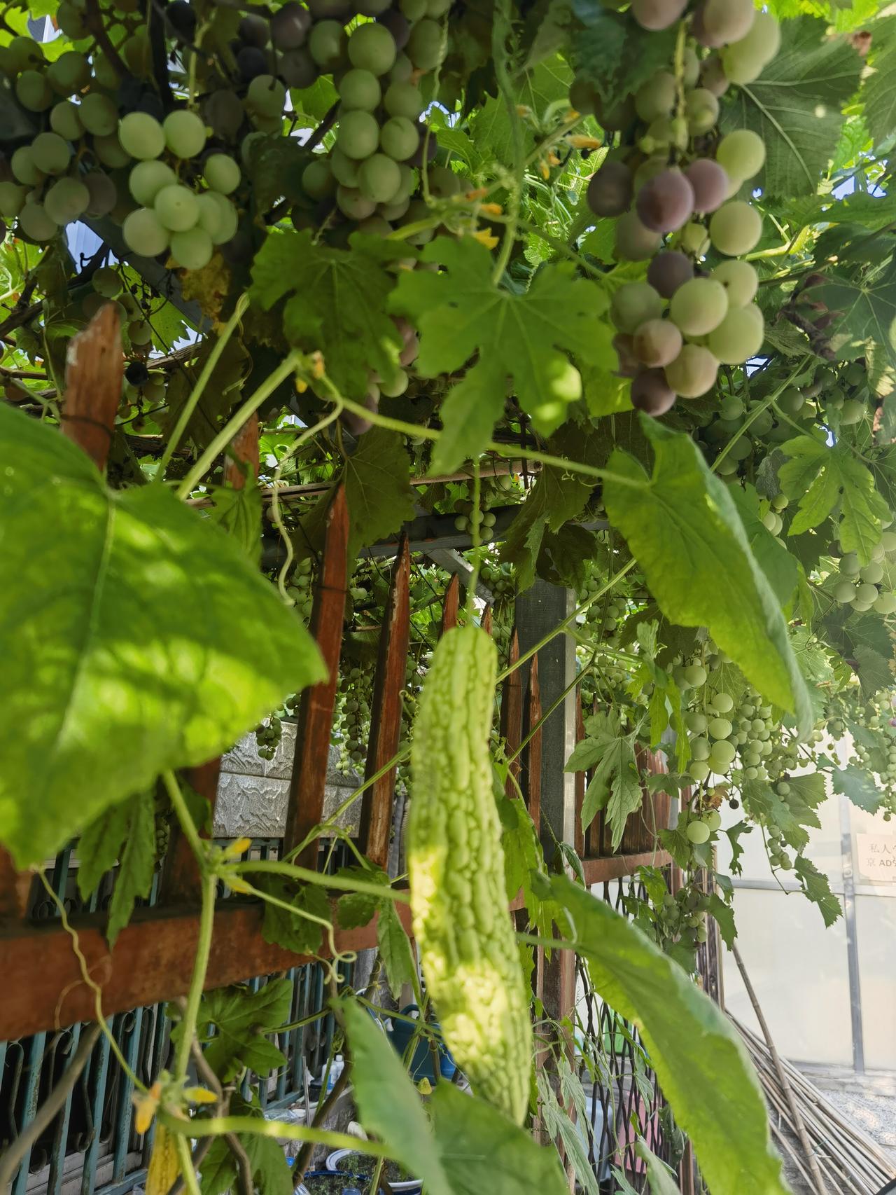 夏日生活打卡季夏季的清凉凉。