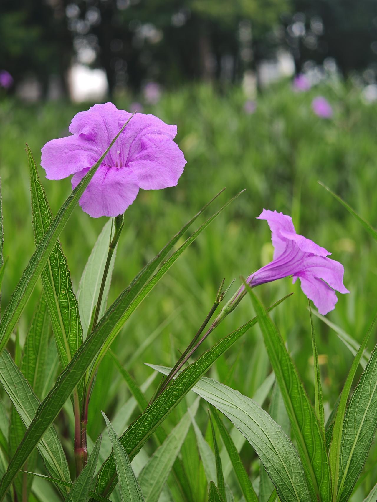 紫花映绿草，芳菲满径香。