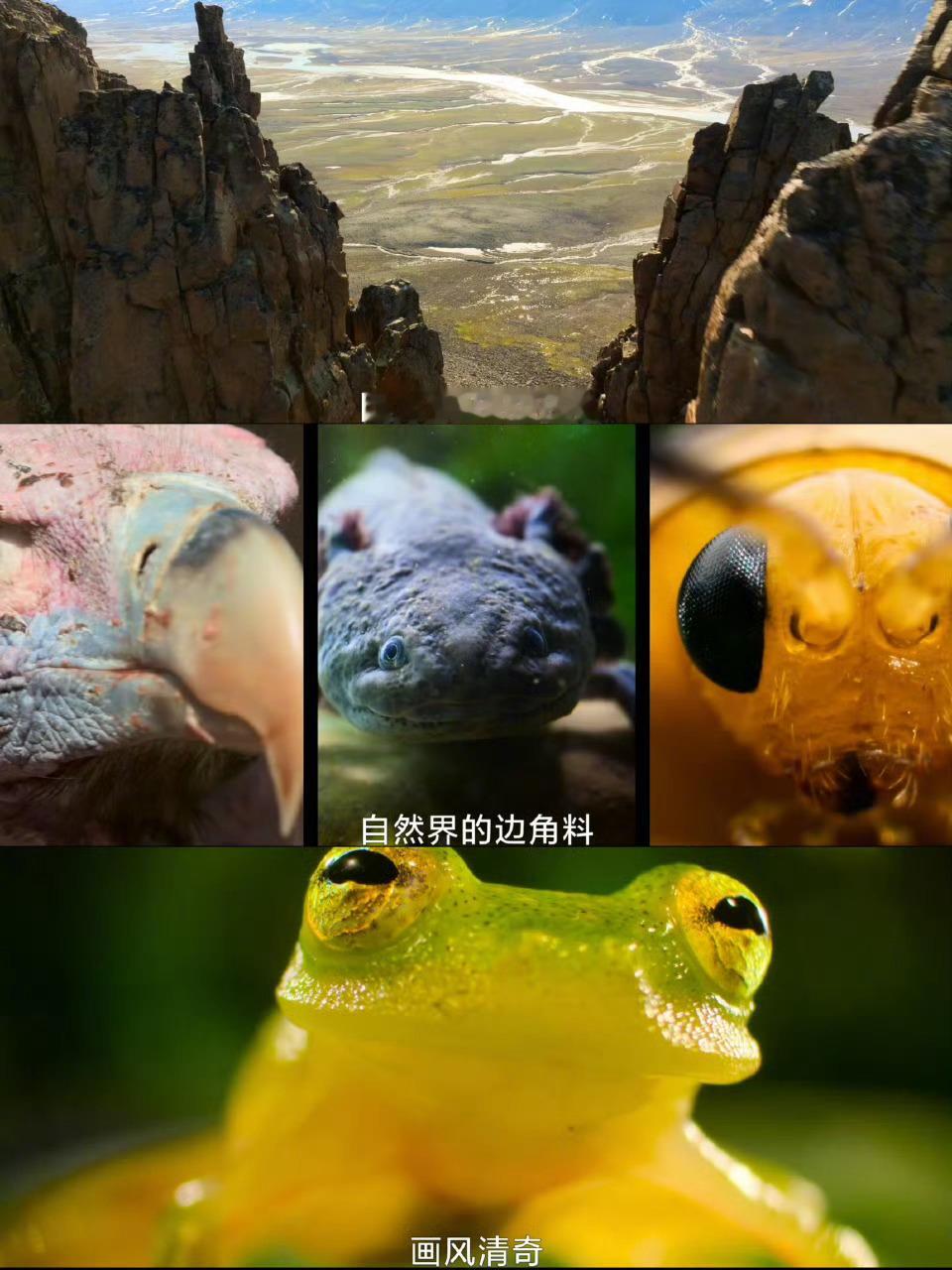 我们这代人有自己的动物世界 国家地理《废柴英雄》超宝藏！赵又廷配音解读小动物，笑