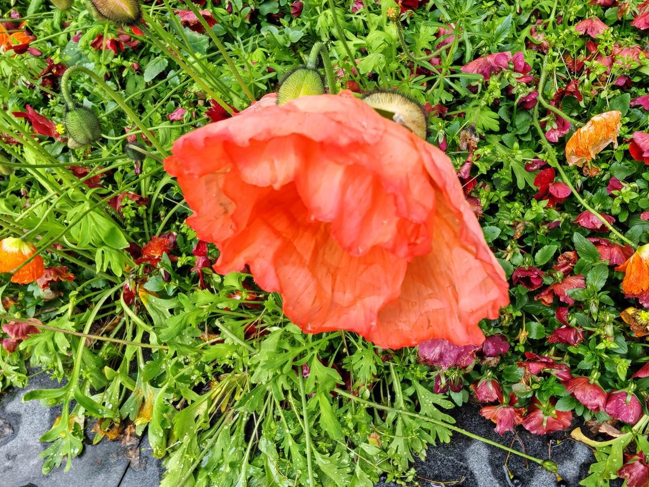 这是什么花儿？