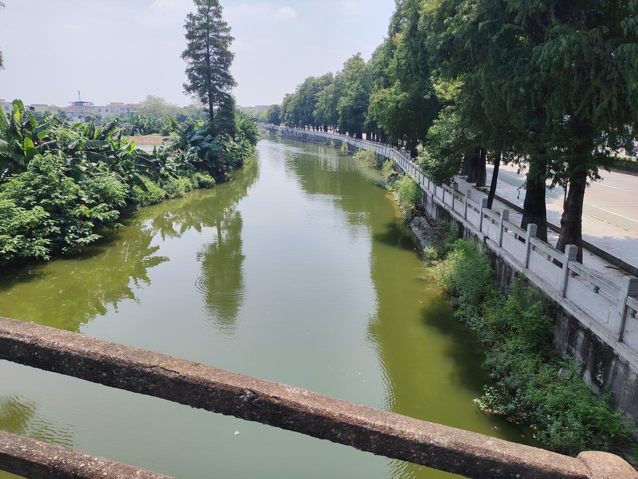 众涌水乡河涌景观！站在桥东桥上远眺，一条碧绿河涌蜿蜒伸向远方。两岸一排排落羽杉亭