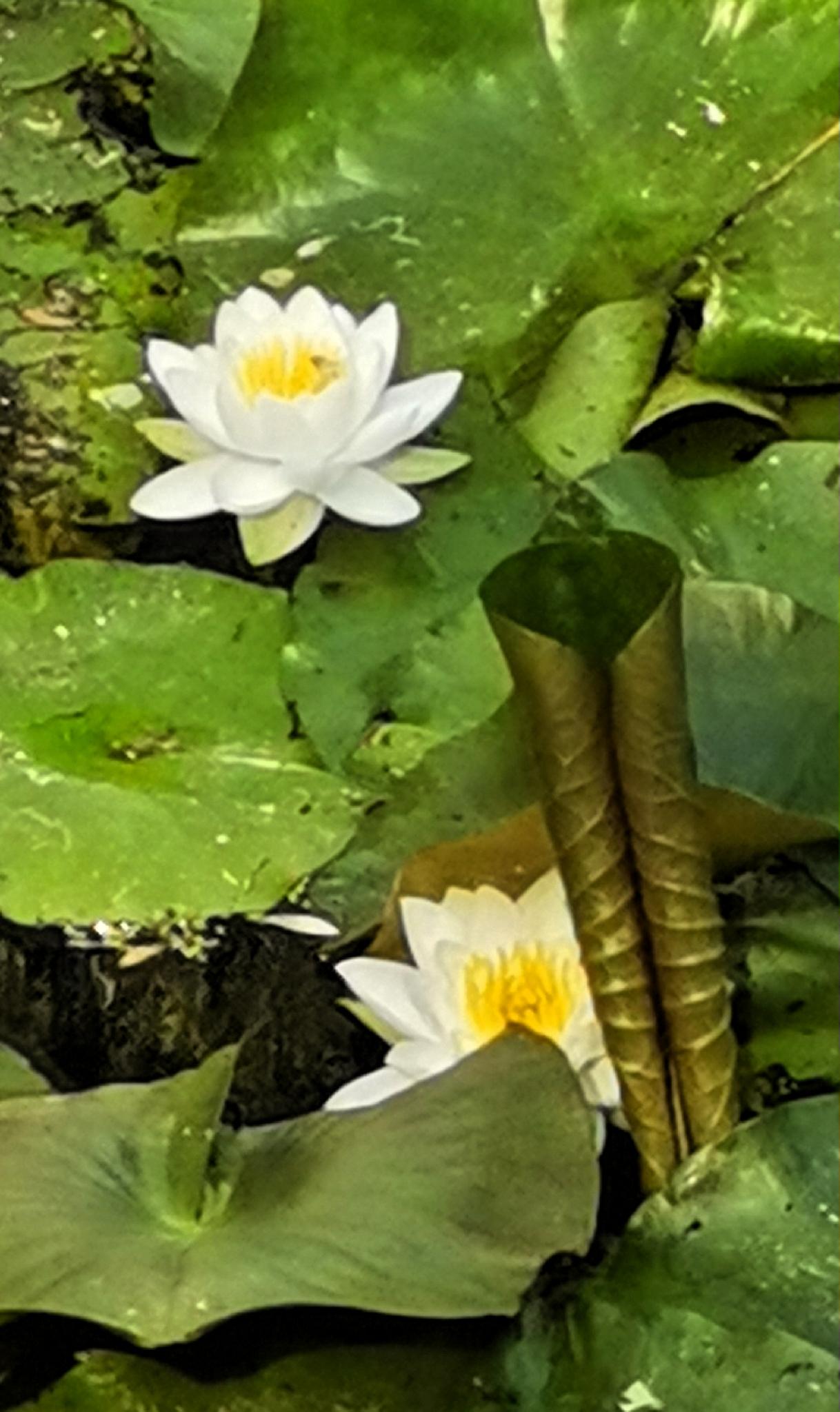莲湖公园的睡莲晒图笔记大赛养眼睡莲花 公园一角的睡莲 莲湖区公园美景 荷香湖睡莲