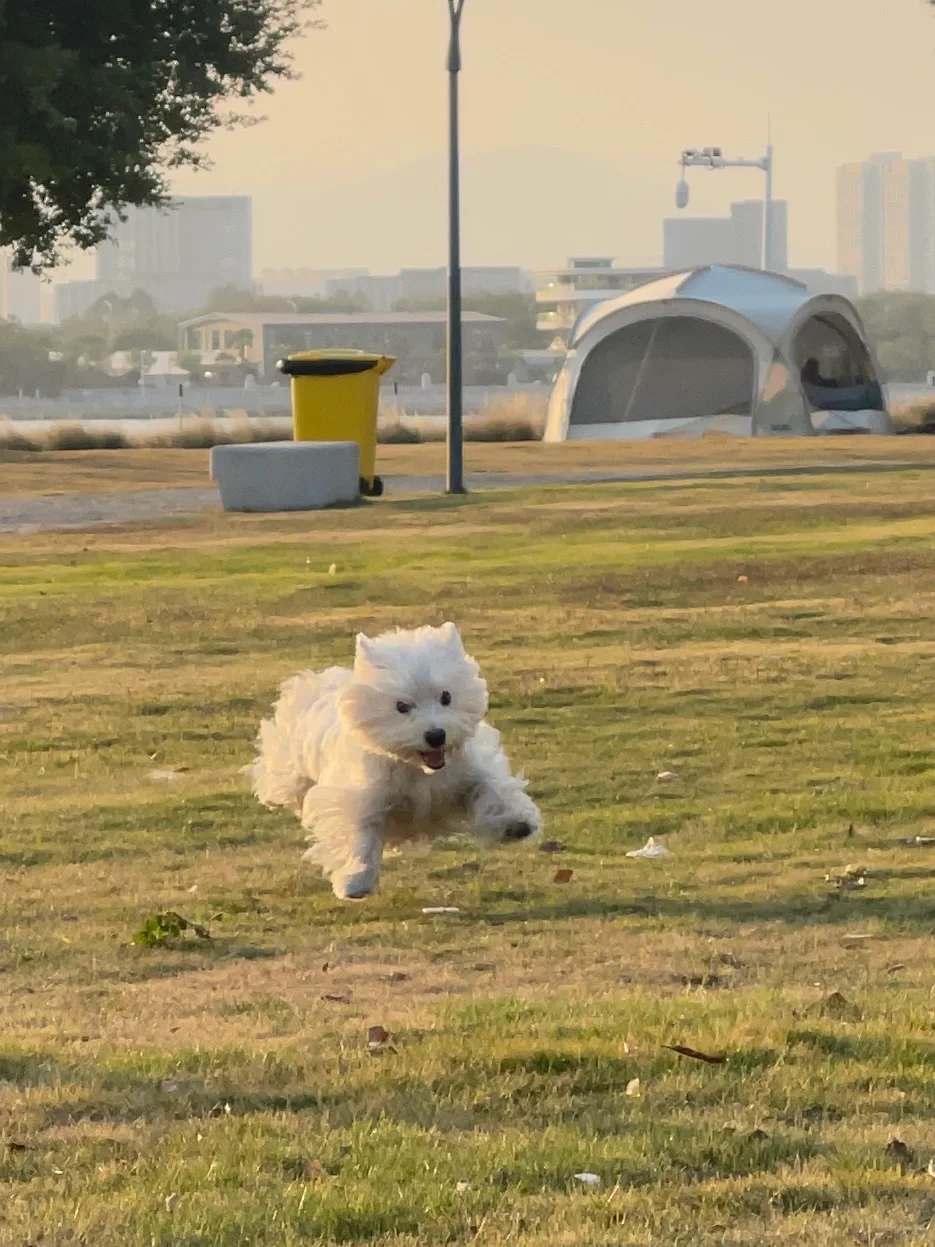 哈吉米的猎杀时刻