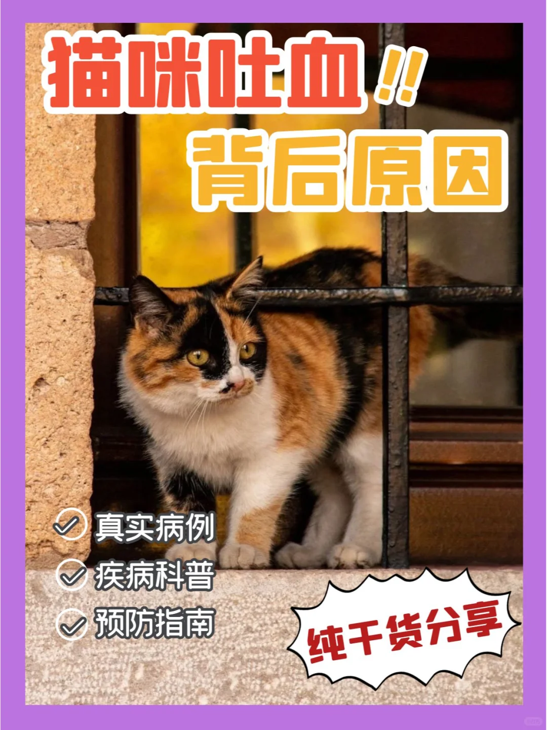 猫咪半夜“吐血”，到底是什么原因