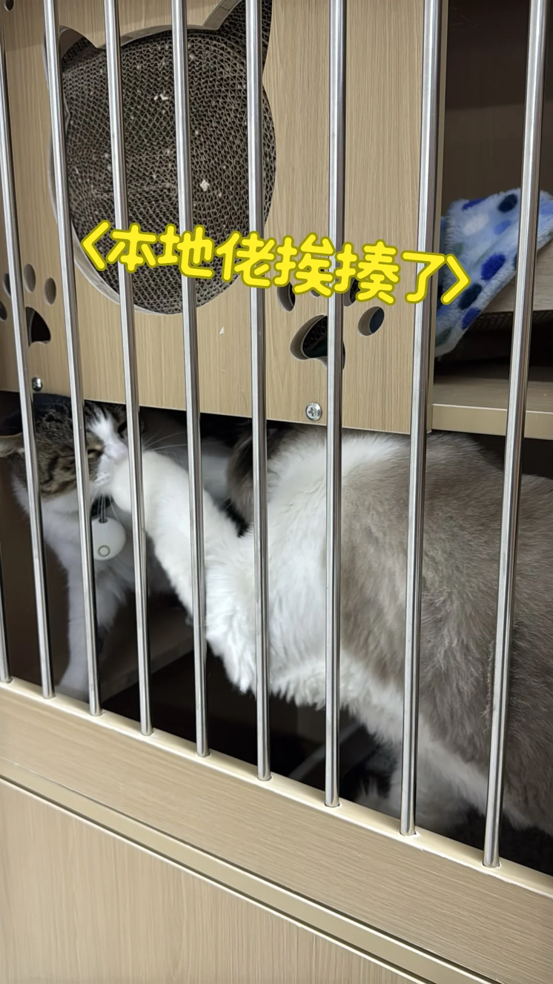 本地怂被美国佬按着打[捂脸R]