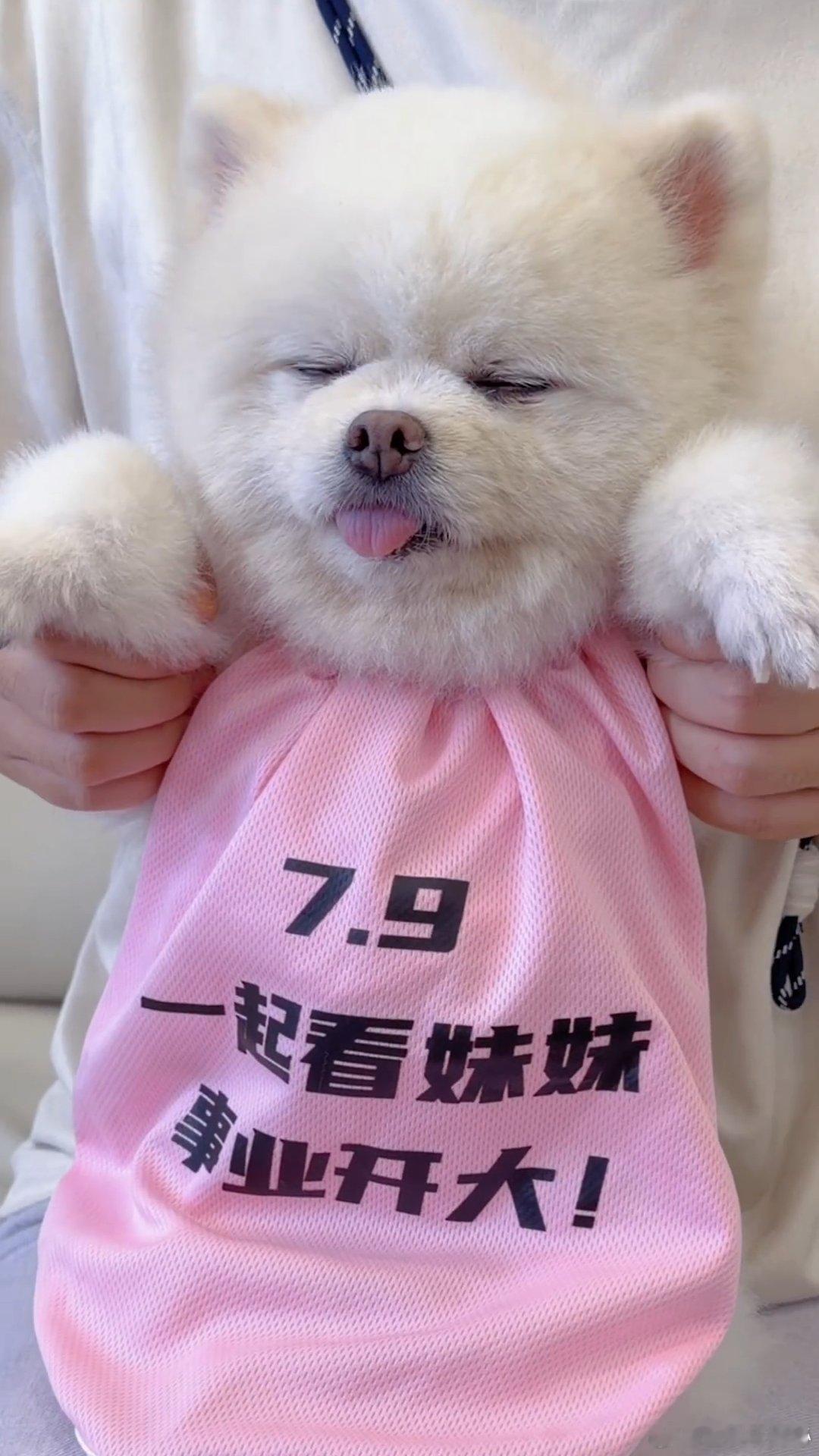 孟子义孟子义的狗探班曾舜晞孟子义的狗巧克力剧宣到了曾舜晞剧组 巧克力我呀，替主人
