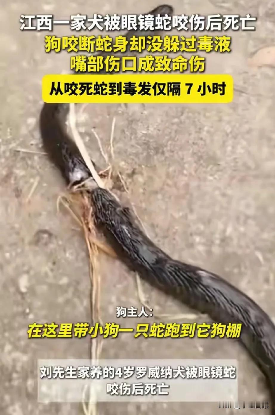 江西的这条狗也太倒霉了！为护幼崽将蛇咬成几截，明明自己没有被蛇咬，却还是在7个小