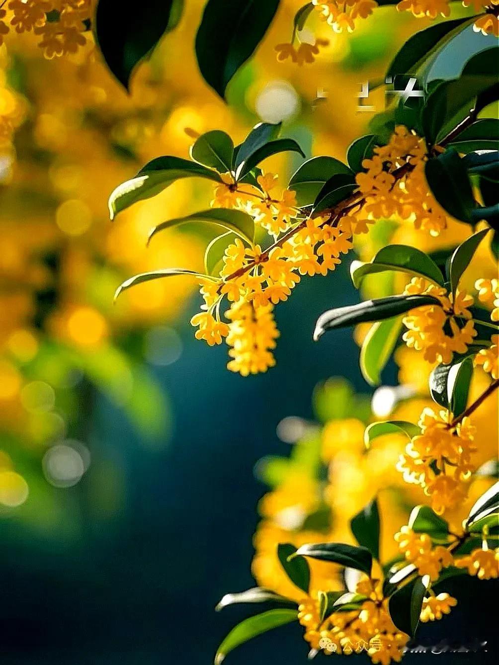#桂花图片分享#本年的桂花季已经远去，赏花等明年。