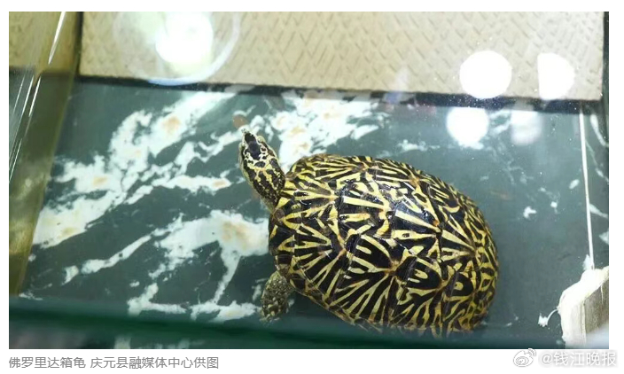 【#男子养宠物龟年销超百万#】 浙江庆元有位新农人叫吴伟，他从个人爱好起步，六年