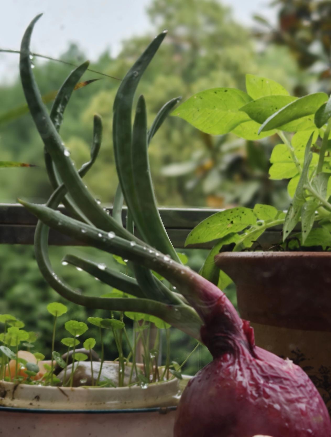 家里发了芽的一个洋葱，我把它做成的小盆景。