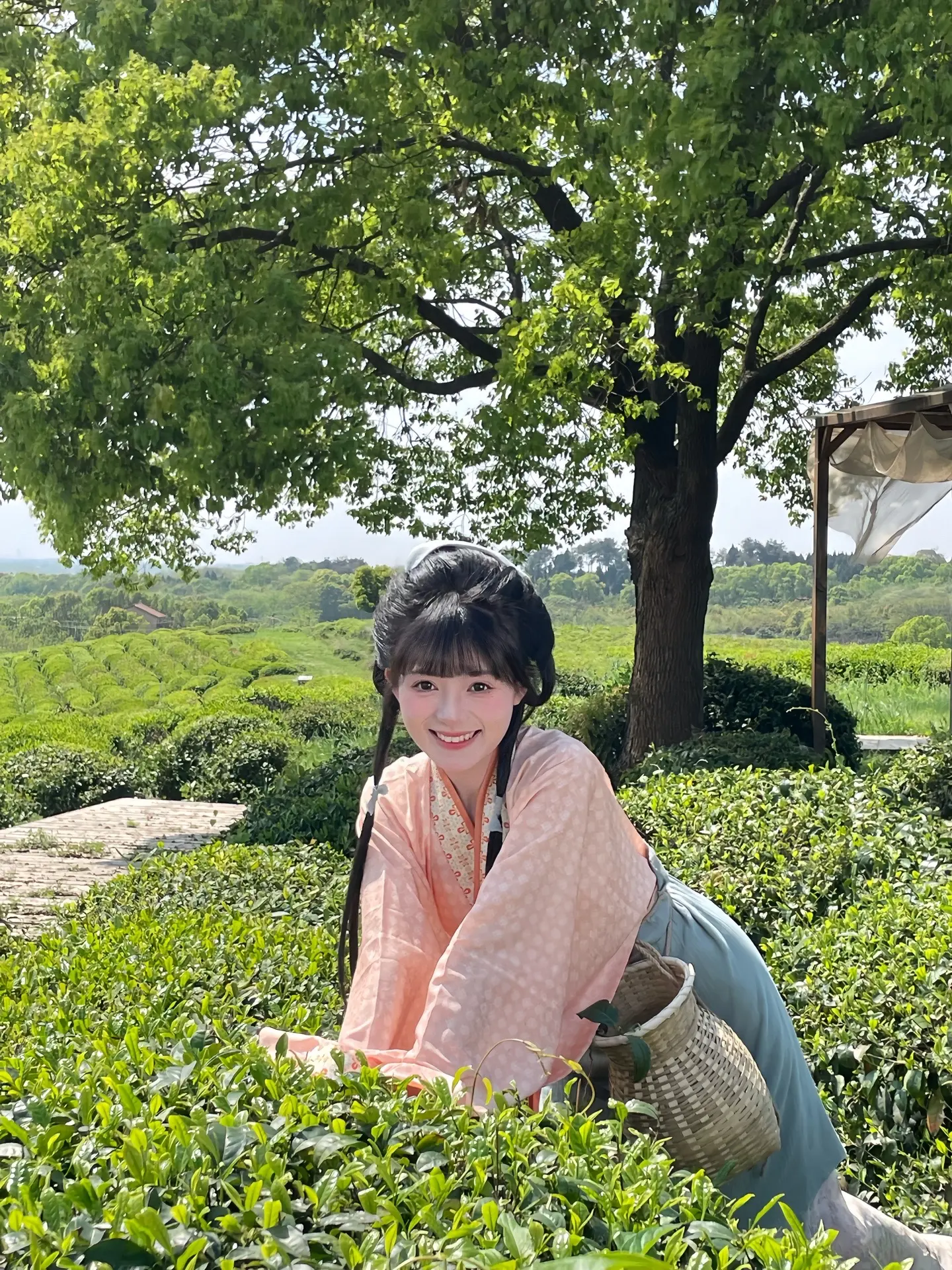 🌱小小采茶工，不负新芽绿