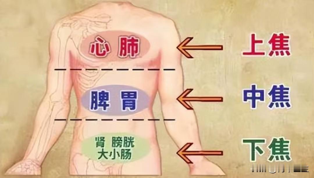 中焦淤堵，气机不通，中医两步帮你调理！

我们都知道，中焦在维持人体正常生理功能