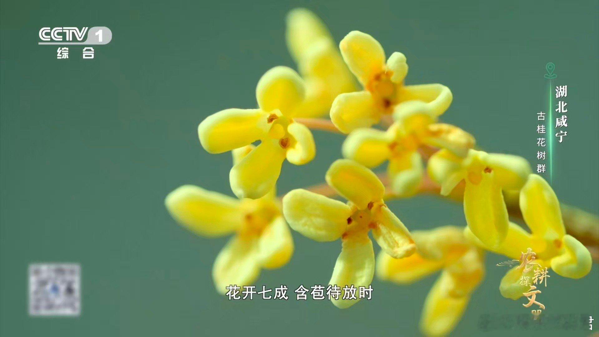 真的看到了桂花雨 真正的桂花雨，原来是这般光景！咸宁花农用竹竿轻点、力道精确，在