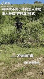 上人民日报了！安徽滁州，母牛吃草把娃弄丢，跑来找主人告状，一路挨训还时不时跟主人