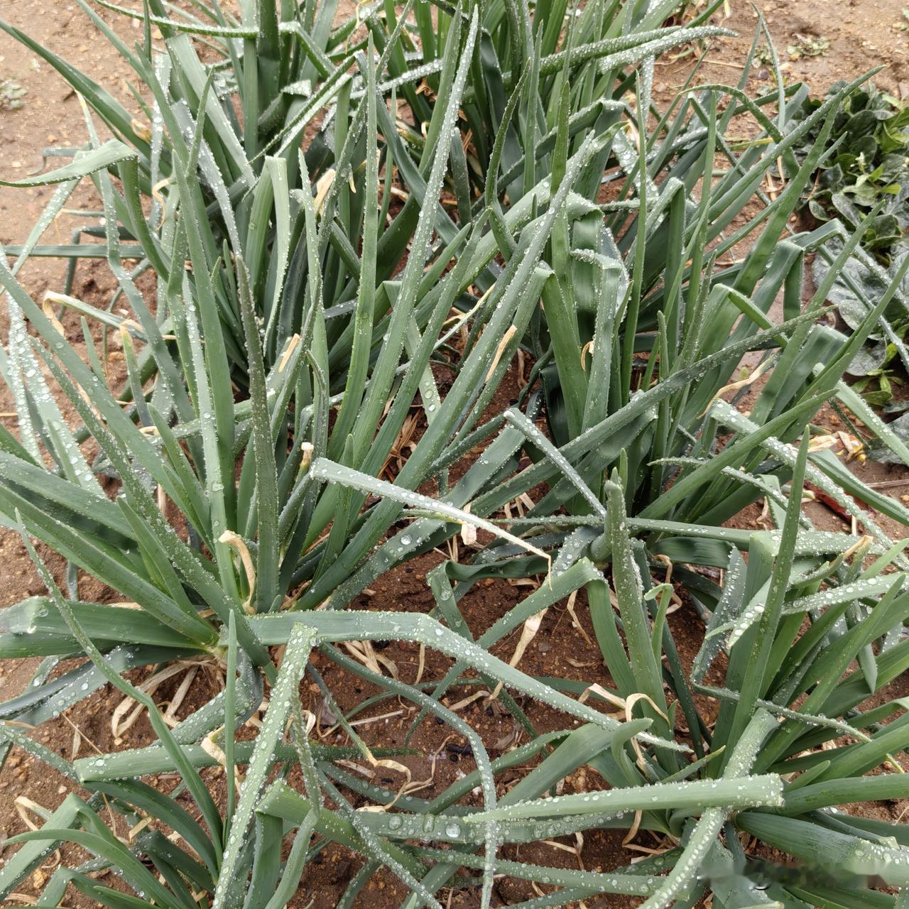 洋葱长出的芽和叶能吃吗?
能吃，很好吃。

胶东一带早就专门插播洋葱头培植食苗洋