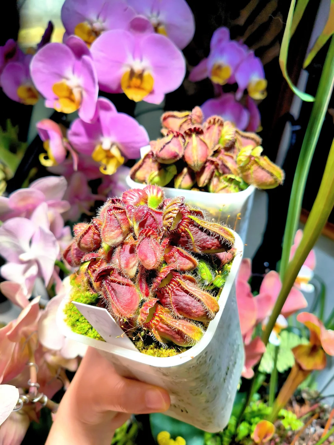 换盆预备役