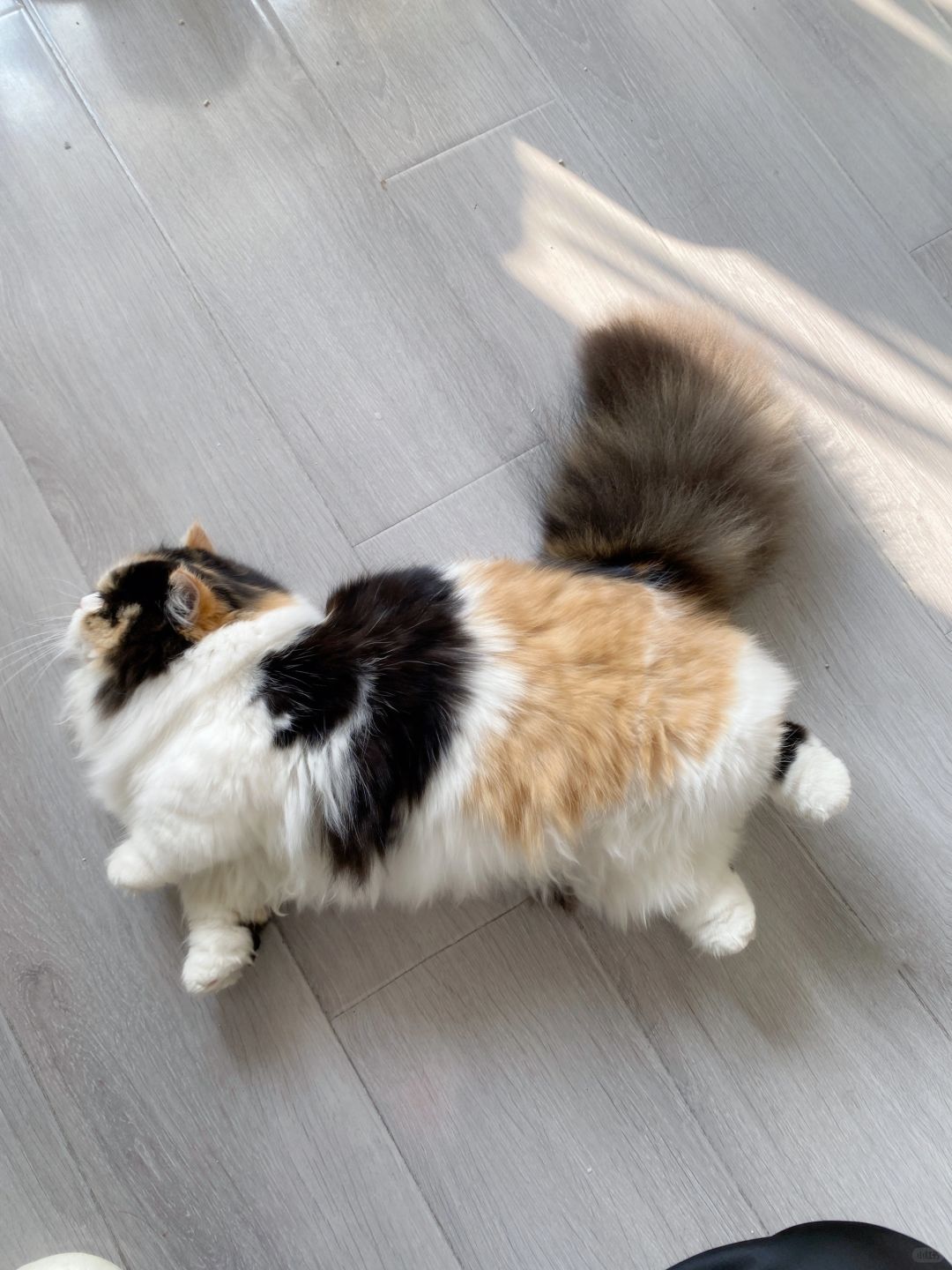 猫猫我呀，猫仰马翻啦～