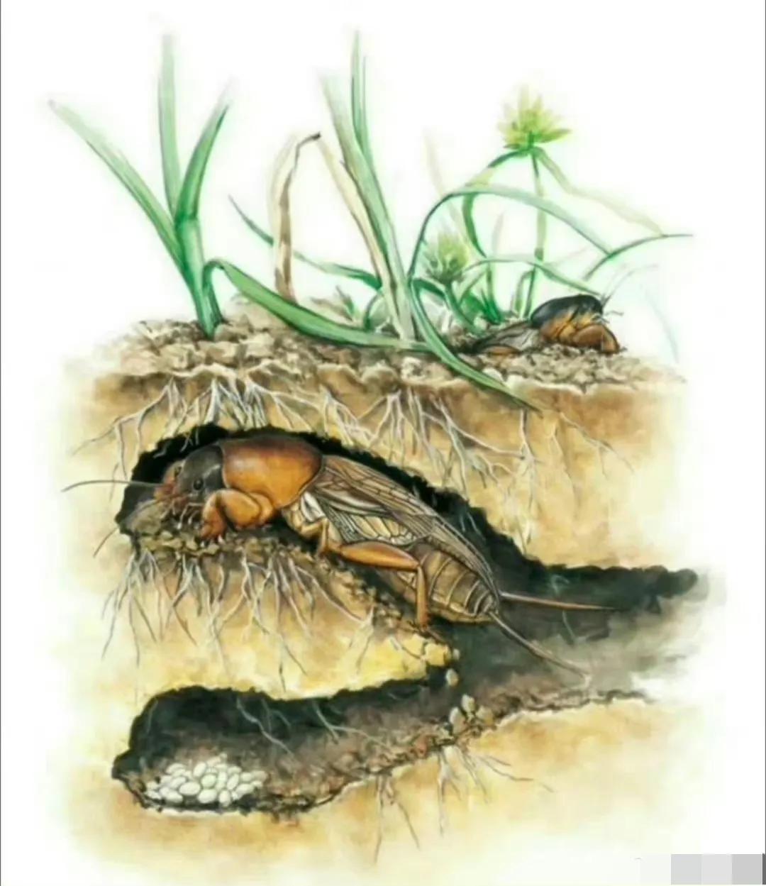武汉地区《常识》教材里的内容插图，这是篇叫《认识害虫》的课文。这虫子你老家叫什么