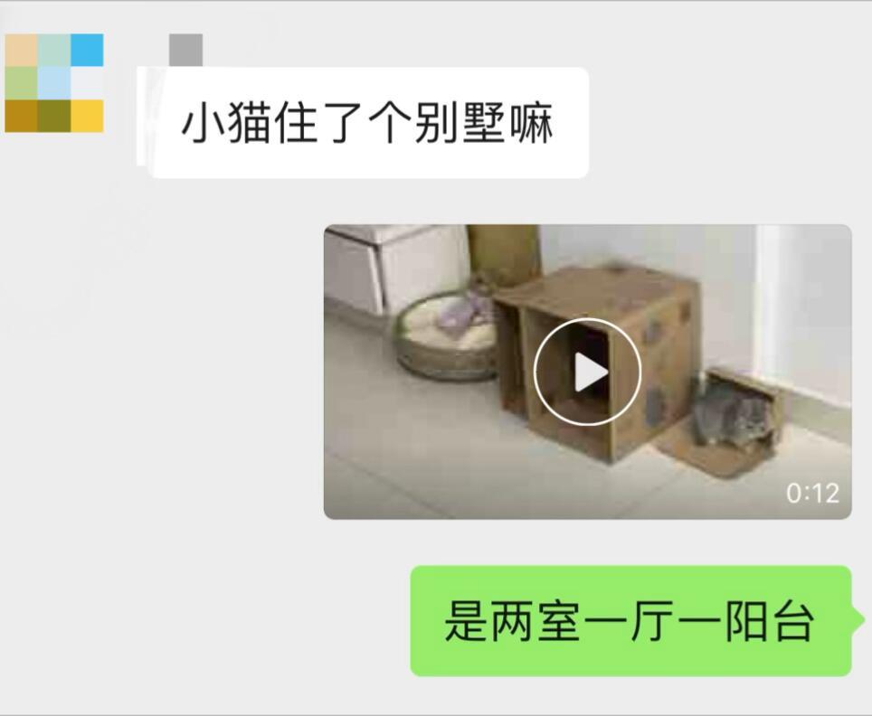 全网最尊重小猫的爸妈 