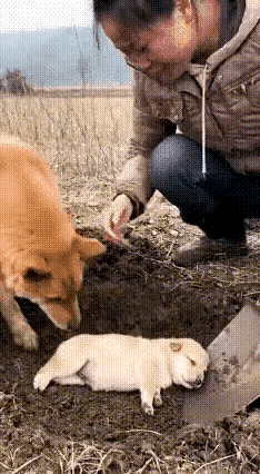 不得不说，狗狗还是懂情感的