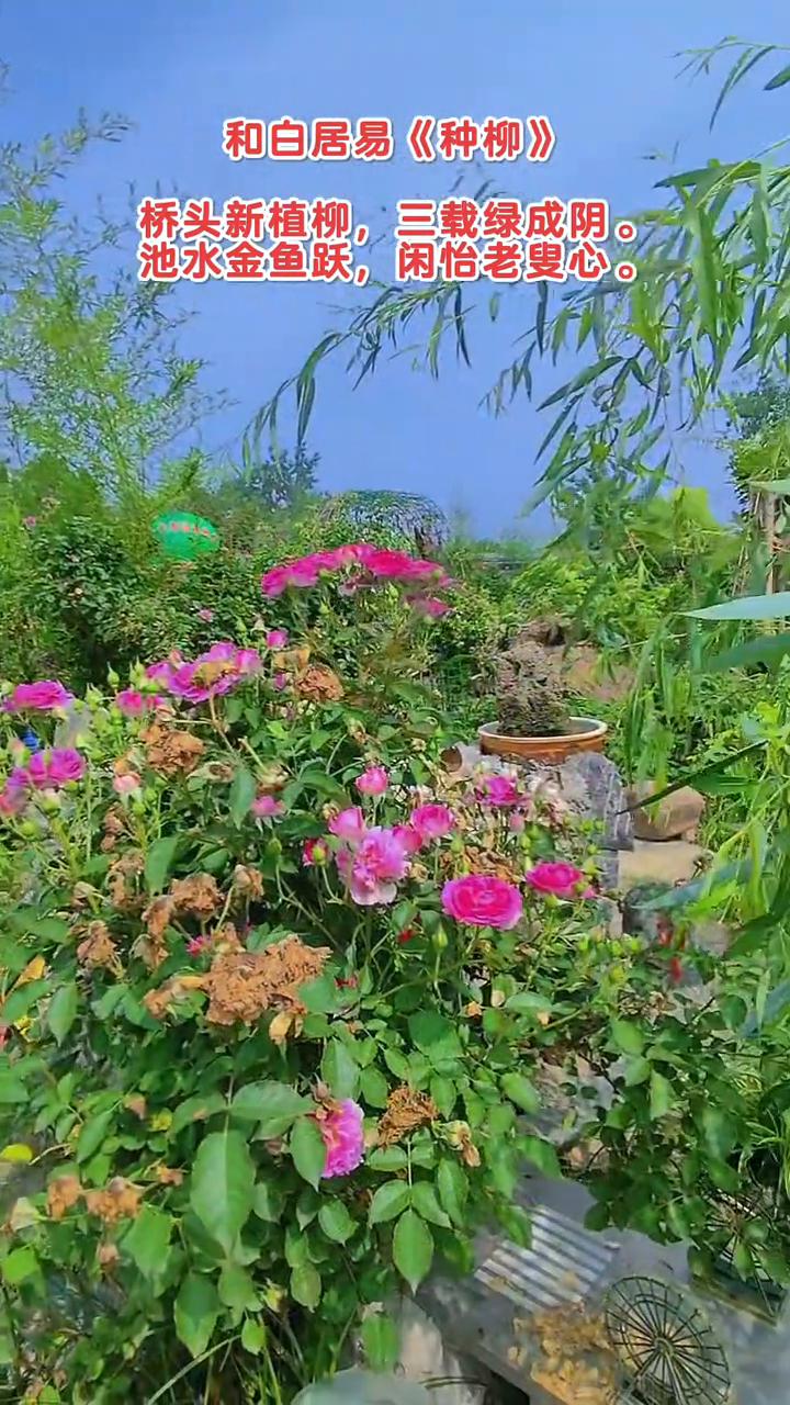 和白居易《种柳》。
桥头新植柳，三载绿成阴。
池水金鱼跃，闲怡老叟心。