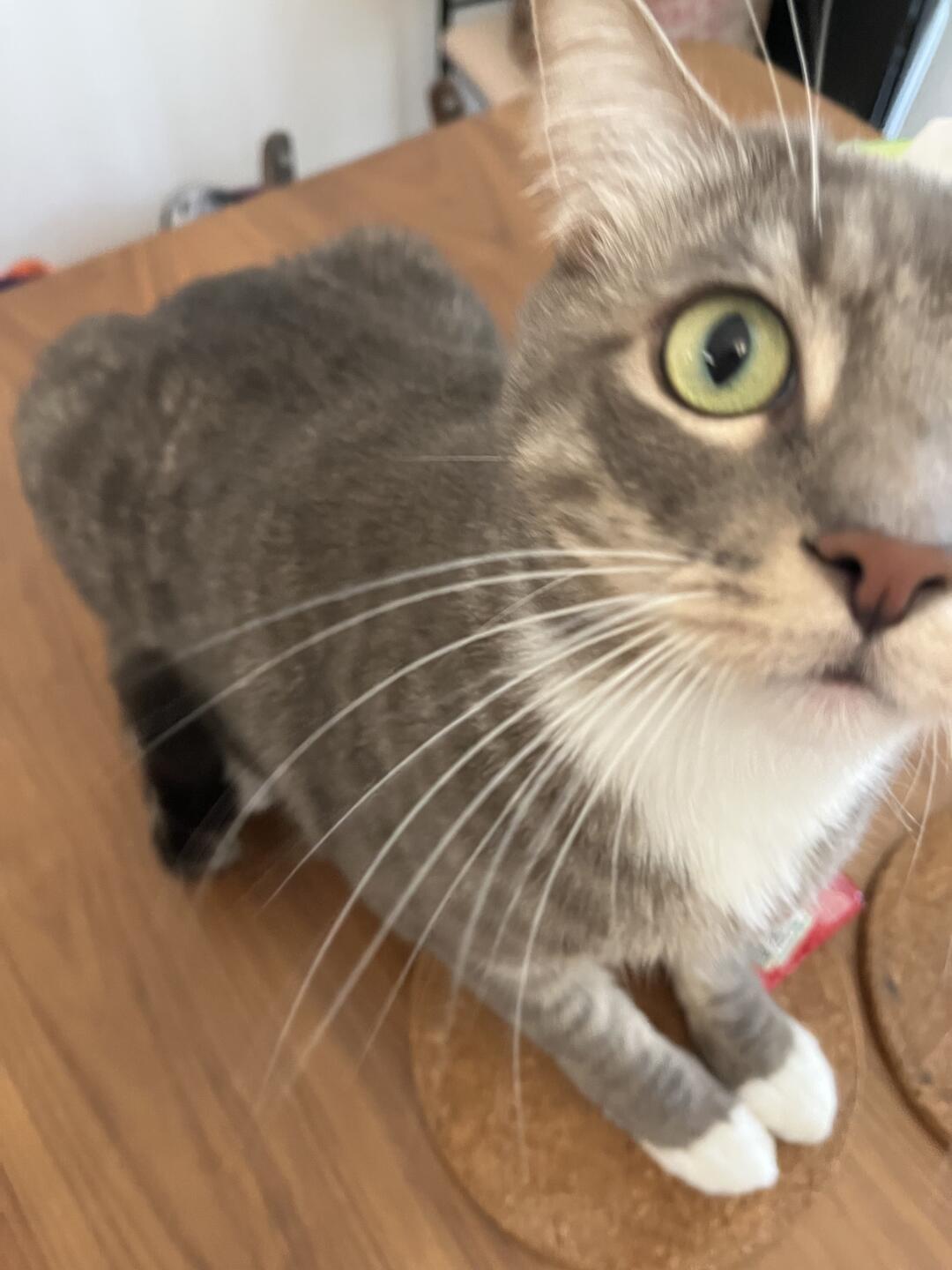 你的凑凑小猫踮起脚尖蹭了你一下